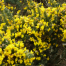 Thumbnail image for Ulex Europaeus